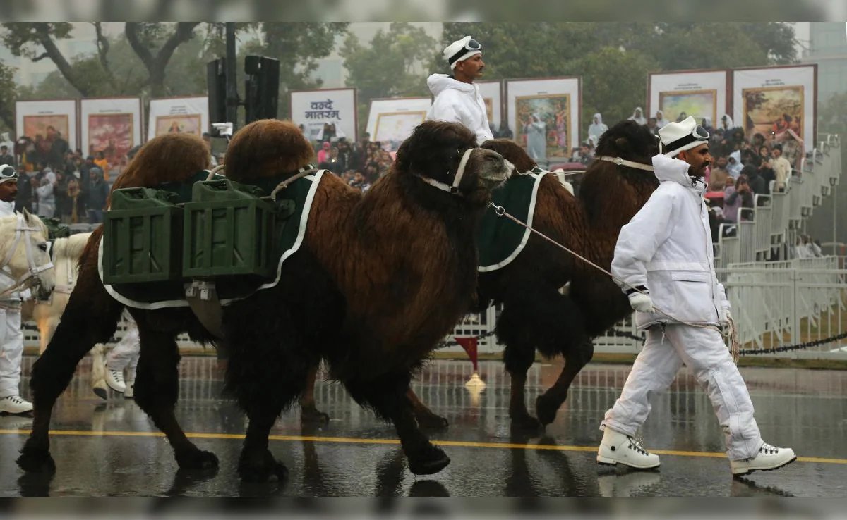 Bactrian camels of Leh will walk on the duty path of Galwan and Nubra Delhi.