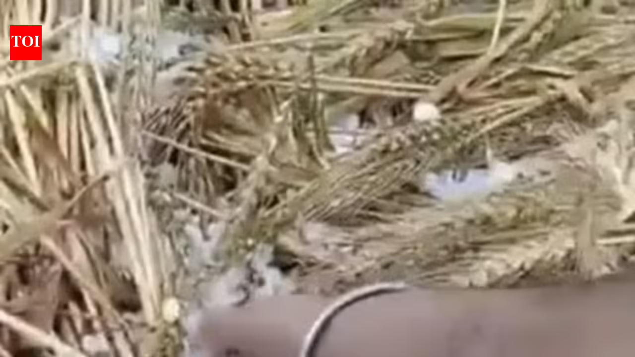 Wheat crop destroyed due to hailstorm; The crisis is not over yet as another spell of rain is looming. Chandigarh news